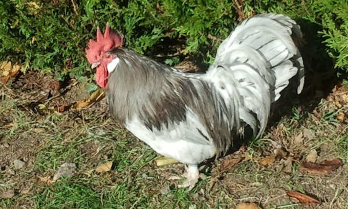 coq de peche (limousin)