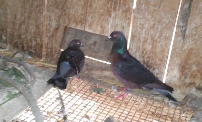 jeune couple de pigeon bouvreil archangel