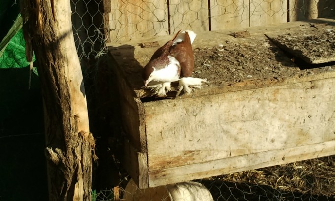 pigeons male lahore marron