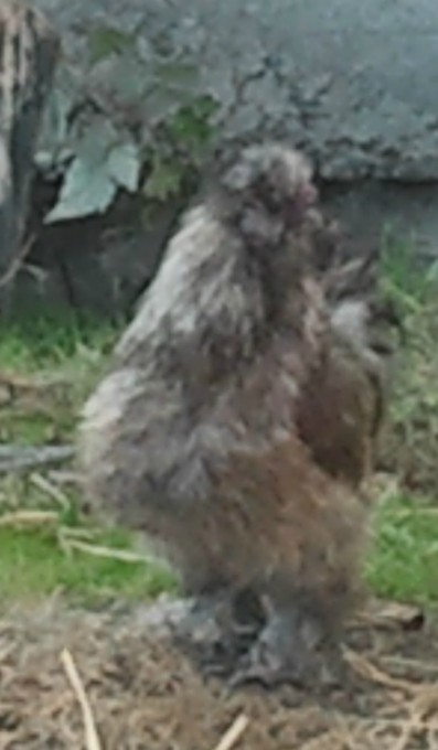 coq negre soie pur race