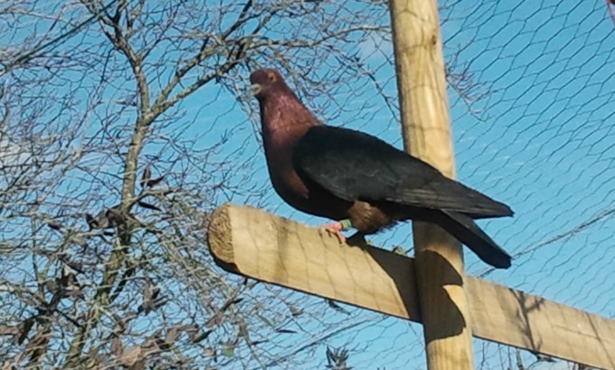 pigeon bouvreil archangel